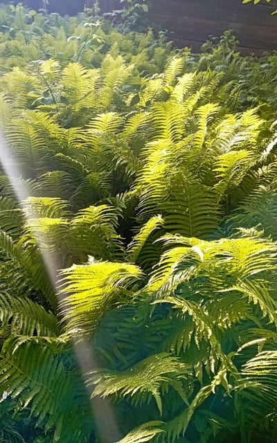 Ausleitungstherapien