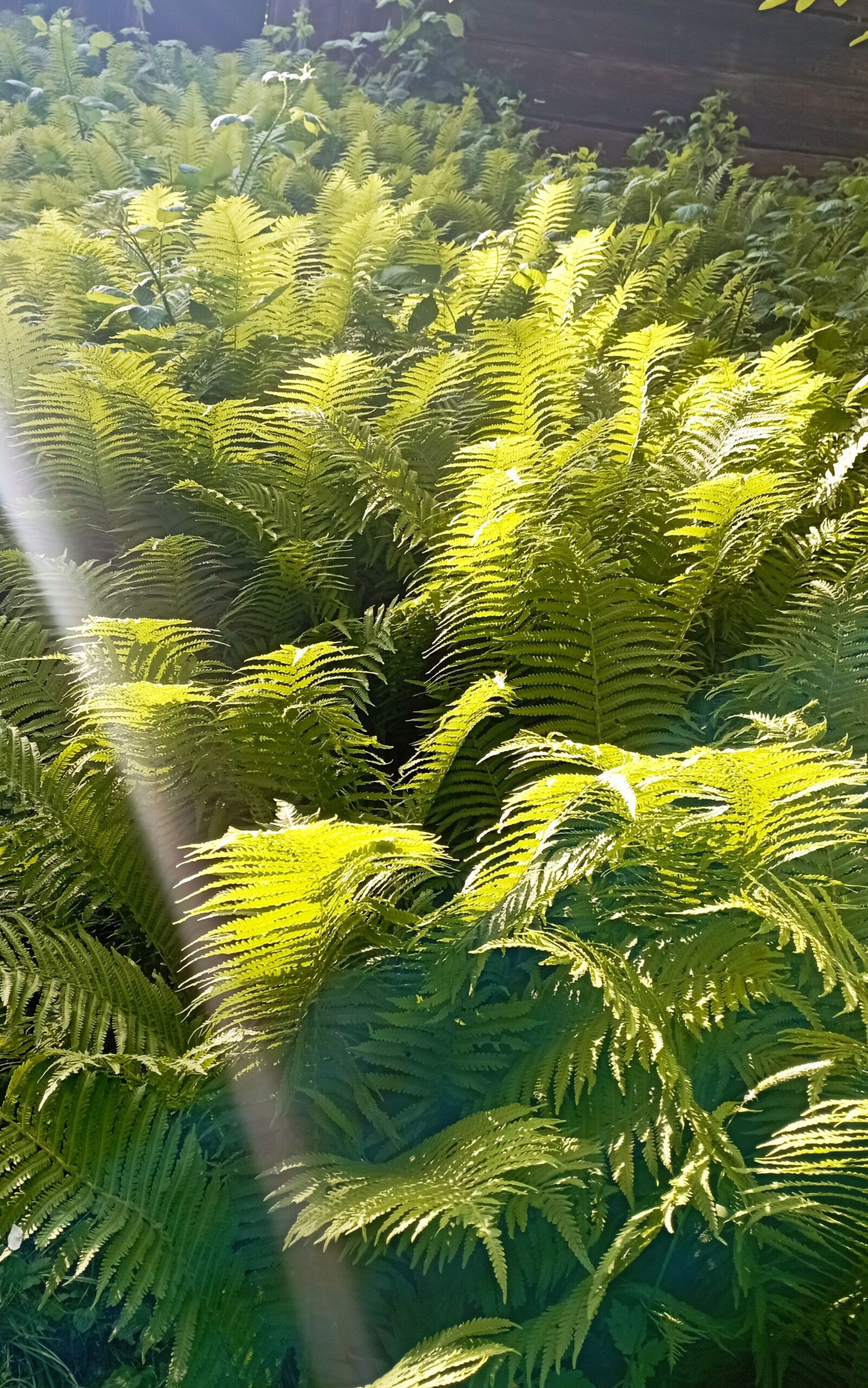 Ausleitungstherapien